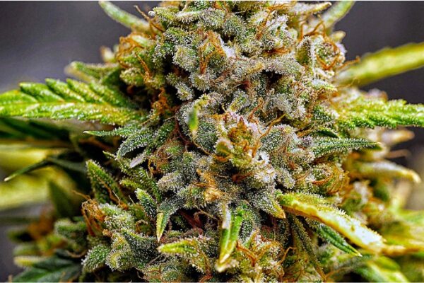5 Tips for Growing Northern Lights Seeds and Its Side-Effects