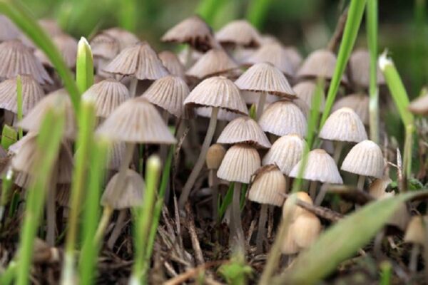 Tips For Safe Use Of Recreational Psilocybin Mushrooms