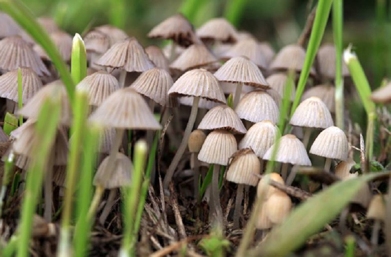 Tips For Safe Use Of Recreational Psilocybin Mushrooms