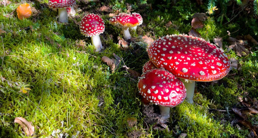 Top Online Picks for Amanita Muscaria Gummies