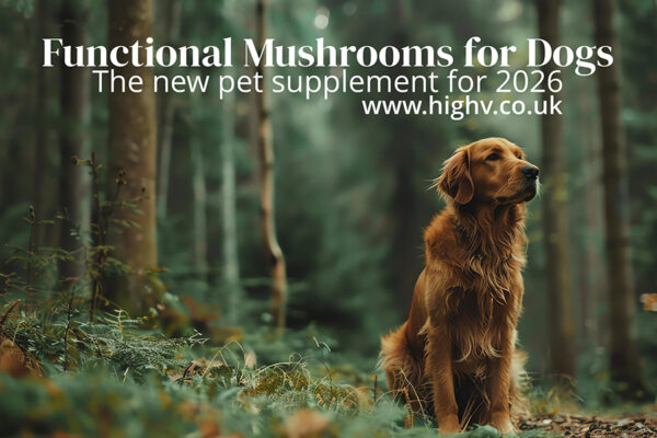 When Should a Dog Start on Mushroom Powder? Puppies, Young Adults and the Case for Starting Early